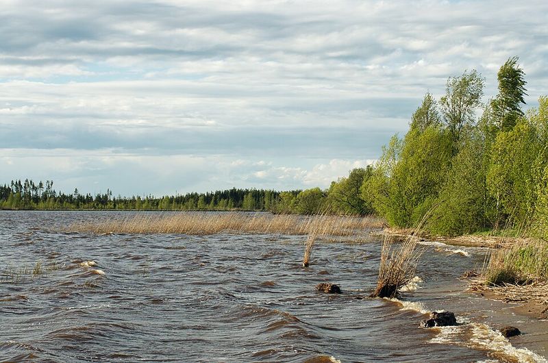 Сестрорецкое болото